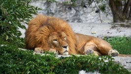 Desktop wallpaper. Animals. ID:131789