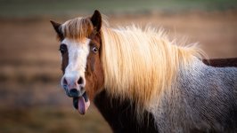 Desktop wallpaper. Animals. ID:131887