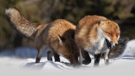 Desktop wallpaper. Animals. ID:131889