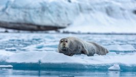 Desktop image. Animals. ID:132026