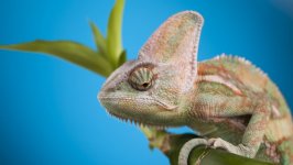 Desktop image. Animals. ID:132908