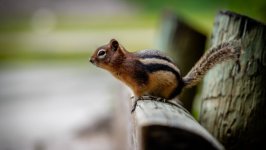 Desktop image. Animals. ID:133535