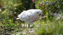 Desktop image. Animals. ID:133638