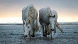 Desktop image. Animals. ID:133643