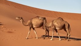 Desktop image. Animals. ID:133932
