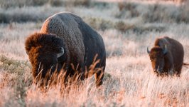 Desktop image. Animals. ID:134093