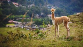 Desktop image. Animals. ID:134179