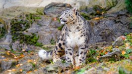 Desktop wallpaper. Animals. ID:134180