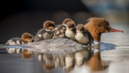 Desktop wallpaper. Animals. ID:134369
