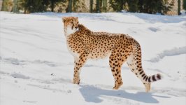 Desktop wallpaper. Animals. ID:134384