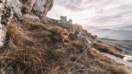 Desktop wallpaper. Animals. ID:134588