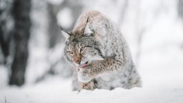 Desktop wallpaper. Animals. ID:134626