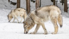 Desktop wallpaper. Animals. ID:134847