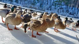 Desktop wallpaper. Animals. ID:135087