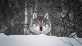 Desktop wallpaper. Animals. ID:135249
