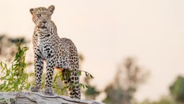 Desktop wallpaper. Animals. ID:135499