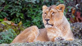 Desktop wallpaper. Animals. ID:135876