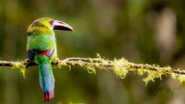 Desktop wallpaper. Animals. ID:145940