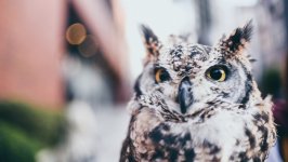 Desktop wallpaper. Animals. ID:136405