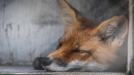 Desktop wallpaper. Animals. ID:136449