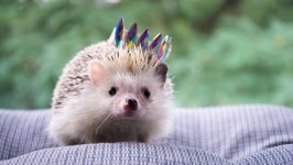 Desktop wallpaper. Animals. ID:136530