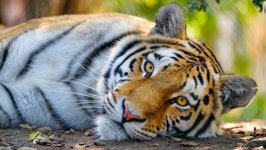 Desktop wallpaper. Animals. ID:136531