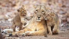 Desktop wallpaper. Animals. ID:136604