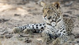 Desktop wallpaper. Animals. ID:136652