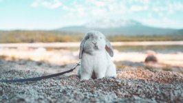 Desktop wallpaper. Animals. ID:136848