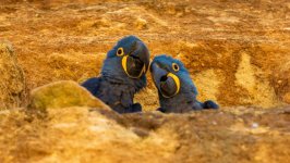 Desktop wallpaper. Animals. ID:148867