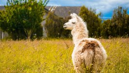 Desktop wallpaper. Animals. ID:137220