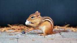 Desktop wallpaper. Animals. ID:137222