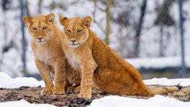 Desktop wallpaper. Animals. ID:137268