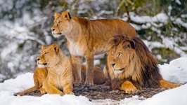 Desktop wallpaper. Animals. ID:137269