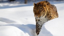 Desktop wallpaper. Animals. ID:137653