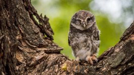 Desktop wallpaper. Animals. ID:137686