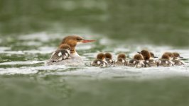 Desktop wallpaper. Animals. ID:137723