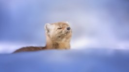 Desktop wallpaper. Animals. ID:138053