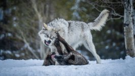 Desktop wallpaper. Animals. ID:138106