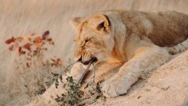 Desktop wallpaper. Animals. ID:138355