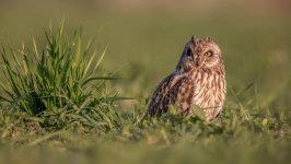 Desktop wallpaper. Animals. ID:138358