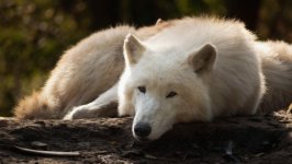 Desktop wallpaper. Animals. ID:138476