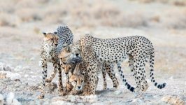 Desktop wallpaper. Animals. ID:138567