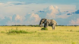 Desktop wallpaper. Animals. ID:138776