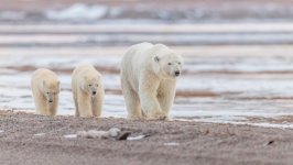 Desktop wallpaper. Animals. ID:138778