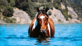Desktop wallpaper. Animals. ID:139010