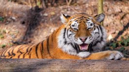 Desktop wallpaper. Animals. ID:139011
