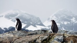 Desktop wallpaper. Animals. ID:139235