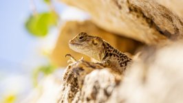Desktop wallpaper. Animals. ID:139280
