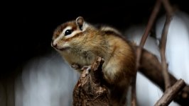 Desktop wallpaper. Animals. ID:139296